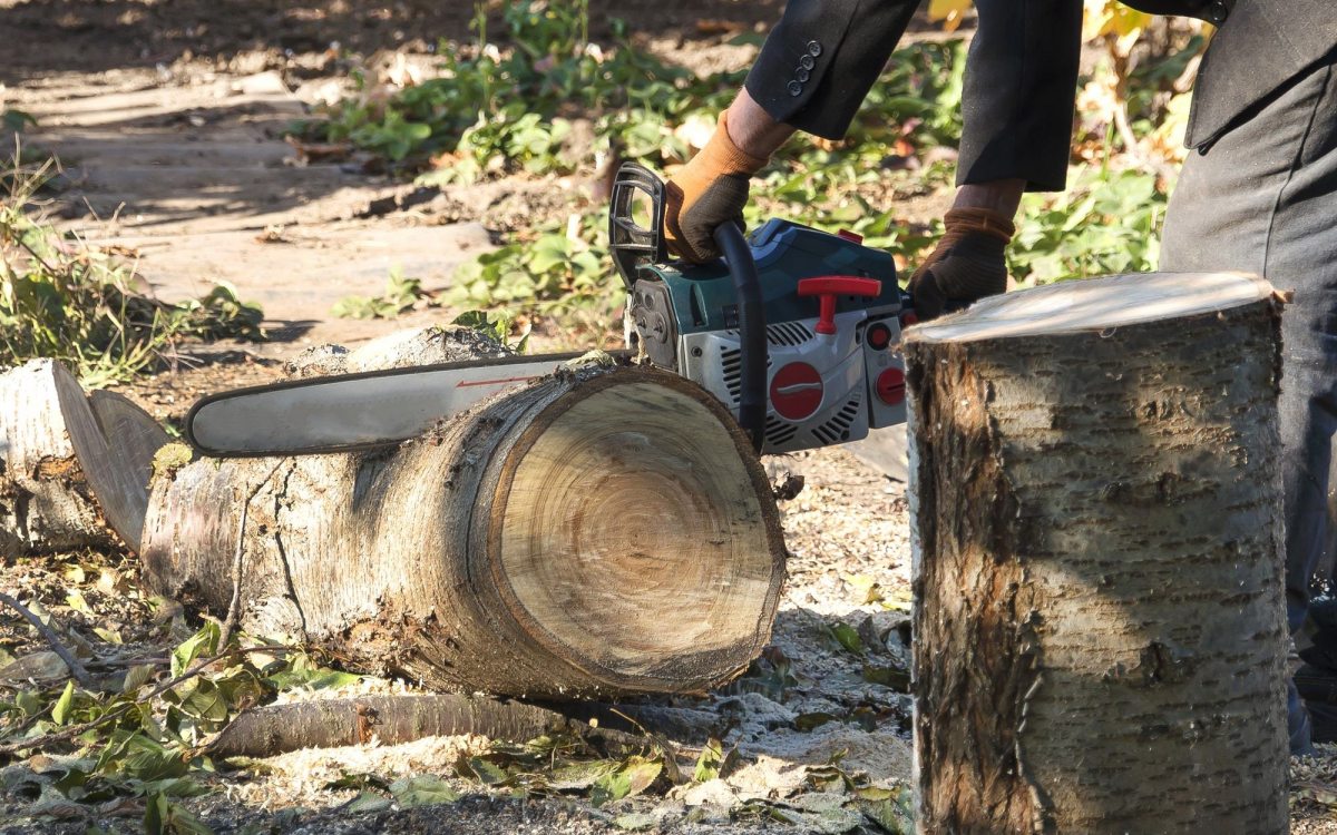 L’abbattimento degli alberi in condominio è da considerarsi manutenzione delle cose comuni