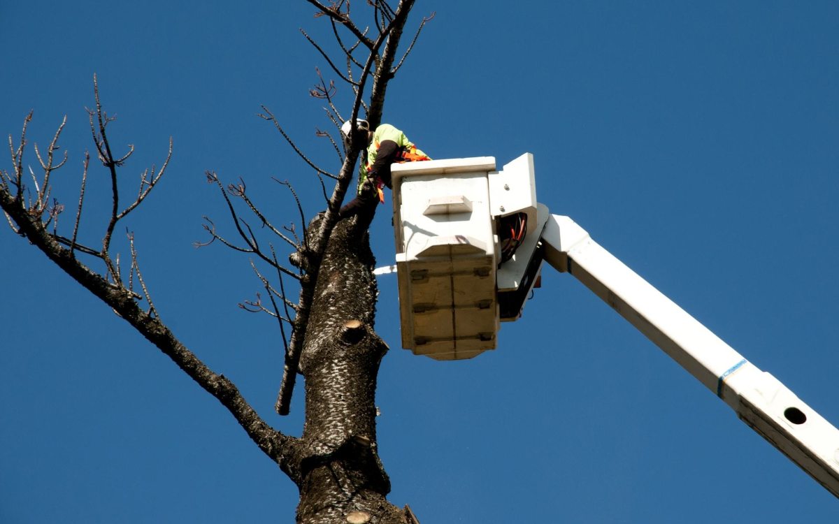 Abbattimento di 41 alberi di alto fusto non pericolanti: una delibera folle