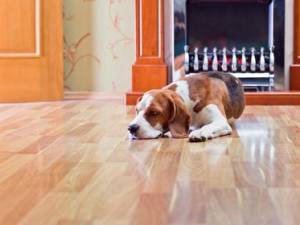 Cani in condominio: chi meno abbaia crea meno problemi