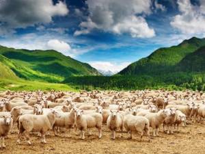 Rumori, campanacci e belati delle pecore. Non sempre è possibile configurare un pregiudizio risarcibile