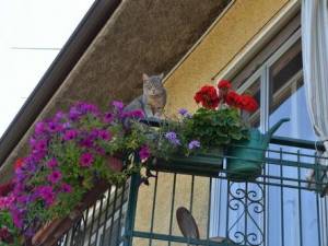Il condomino che getta rifiuti dal balcone sporcando il giardino del vicino commette reato