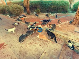 La presenza delle colonie feline all'interno degli spazi comuni condominiali