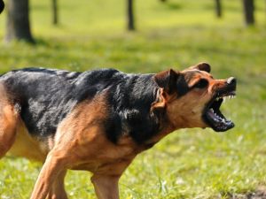 Cane fastidioso? Il vicino esasperato che preferisce farsi giustizia da sé, paga il danno non patrimoniale