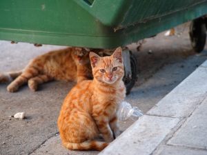 Gatti: il rapporto tra gli animali e la salute dei condomini alla luce di una ordinanza del Comune di Formia