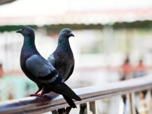 Guano di piccione e cattivo stato di manutenzione: obbligati al risarcimento per infiltrazioni proprietario esclusivo e condominio