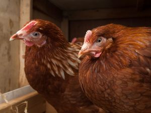 Tari: chi alleva polli in casa paga meno tasse