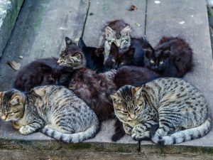 Gattari e colonie feline in condominio. Ecco le regole da seguire