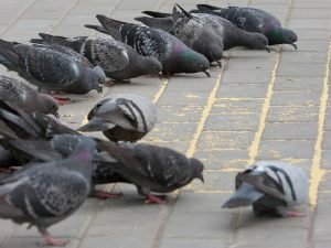 Condòmini che danno da mangiare ai piccioni, cosa può fare l'amministratore